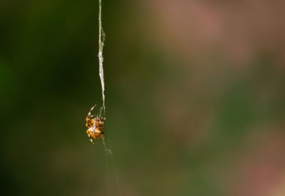 Close-up of spider on web