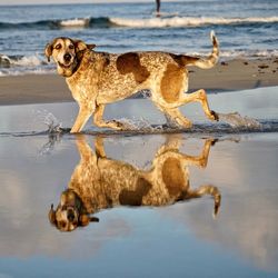 Full length of dog running on beach