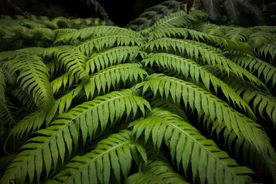 Green fern vegetation creative tropical green leave in a forest. nature spring concept.