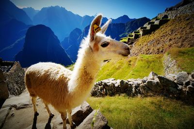 Sheep on field against mountain range