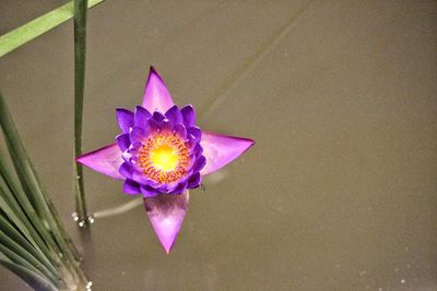 High angle view of purple flower