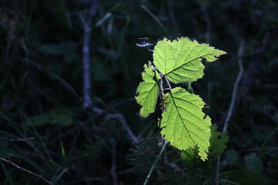 High angle view of plant leaves on land