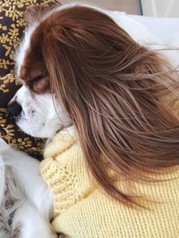 High angle view of dog relaxing on bed at home