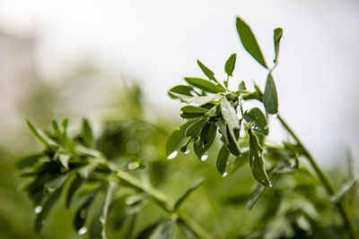 Close-up of small plant