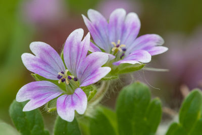 Macro shot of doves foot geranium flowers in bloom