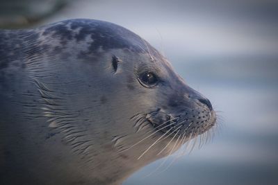 Close-up of an animal