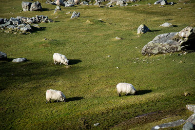 High angle view of sheep grazing on grassy field