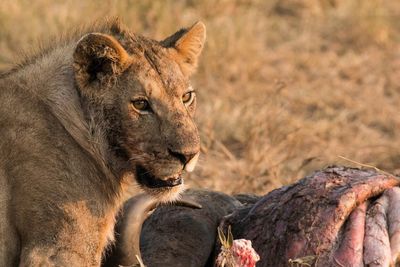 Lion eating prey on field at zoo