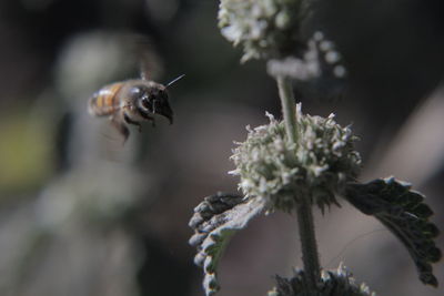 Close-up of insect on flower