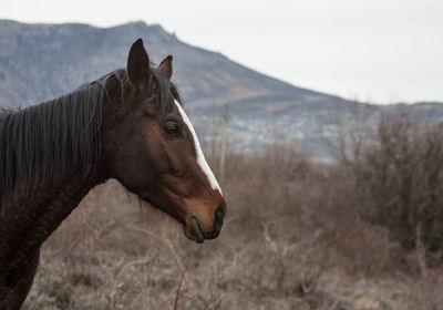 Side view of horse on field against mountain