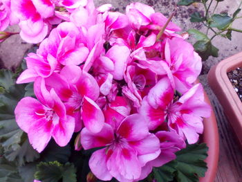 Close-up of pink flowers blooming outdoors