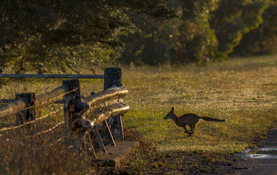 Fox on the run