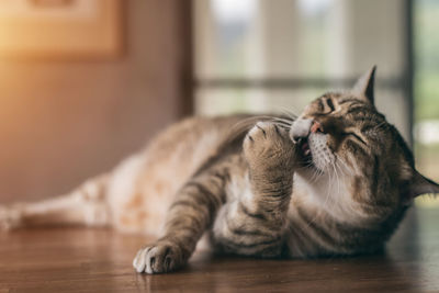 Cat relaxing on floor at home