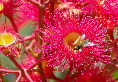 Close-up of red flowers blooming outdoors