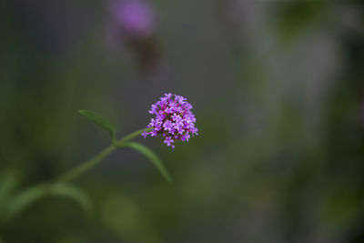 Close-up of purple flowering plant