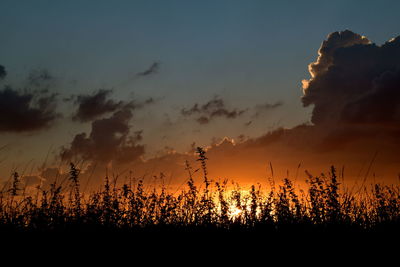 Silhouette plants on field against sky during sunset