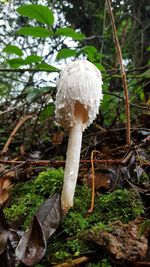 Close-up of mushroom growing in forest