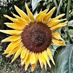 Close-up of sunflower