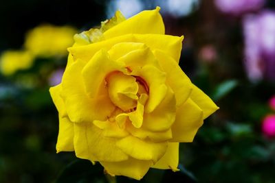Close-up of yellow rose flower
