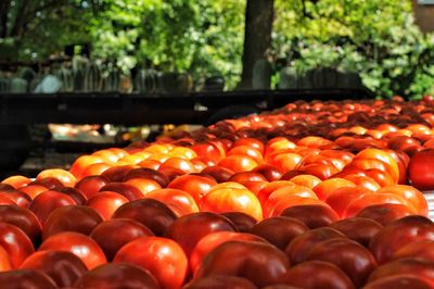 Close-up of fruits for sale at market stall