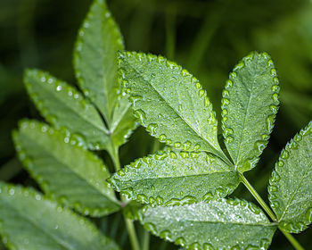 Close-up of raindrops on leaves