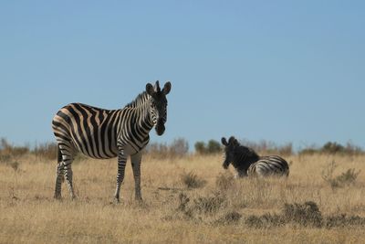 Burchell's zebras on south african savannah