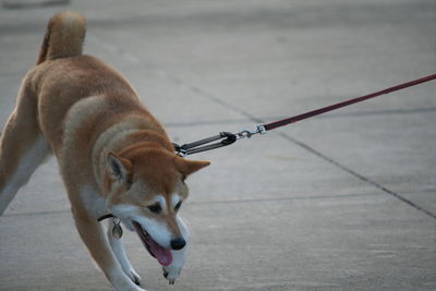 Close-up of a dog outdoors