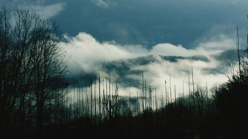 Panoramic view of forest against sky