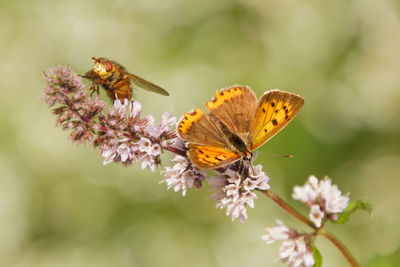 Close-up of butterfly pollinating on flower