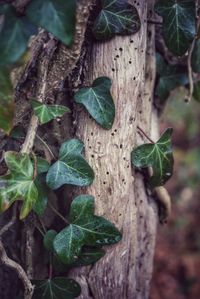 Close-up of lizard on tree
