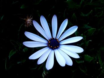 High angle view of white flowering plant