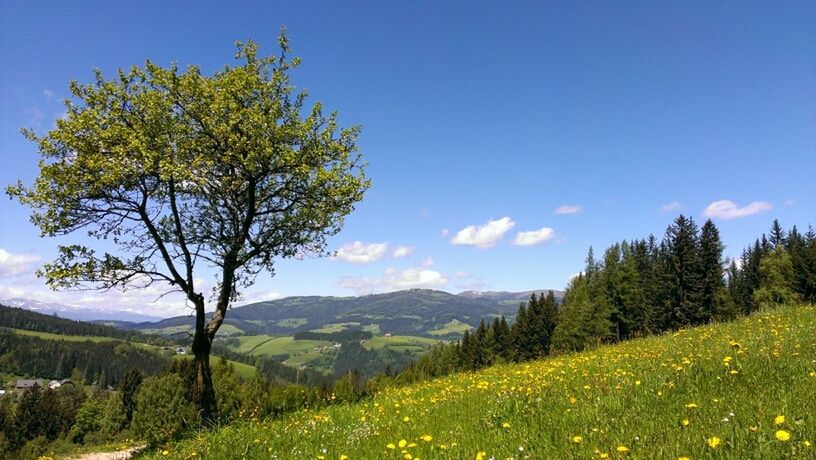 tranquil scene, landscape, tranquility, beauty in nature, scenics, growth, field, sky, nature, tree, blue, mountain, grass, plant, green color, non-urban scene, flower, rural scene, idyllic, horizon over land