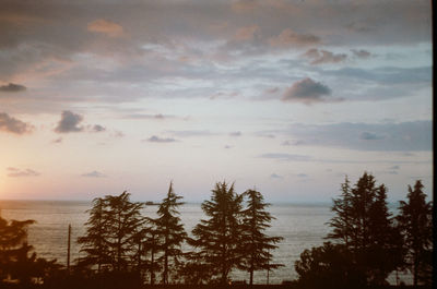 Trees by sea against sky during sunset