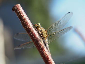 Close-up of dragonfly on twig