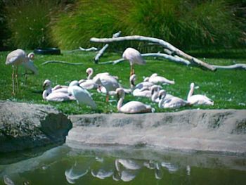 Birds in lake