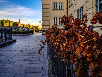 Street amidst buildings in city during autumn