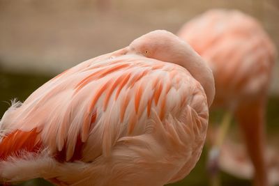 Close-up of bird