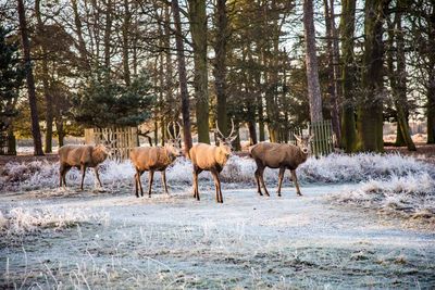 Herd of deer in winter