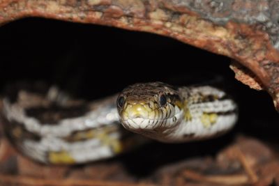 Close-up of snake in tree