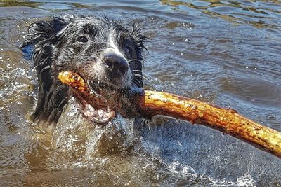 Portrait of dog in lake