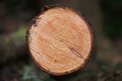 Close-up of tree stump in forest