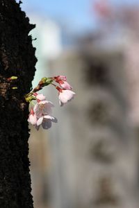 Close-up of pink cherry blossoms