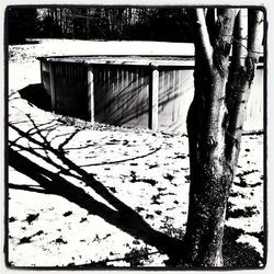 Shadow of tree on building