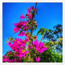 Low angle view of pink flower tree against blue sky