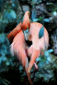 Close-up of bird