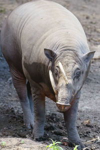 Portrait of elephant on field