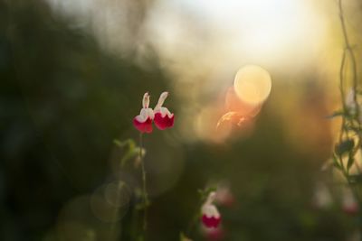 Close-up of pink flowering plant