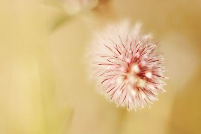 Close-up of pink flower