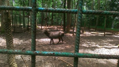 Deer in zoo