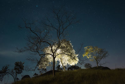 Low angle view of silhouette trees on field against sky at night